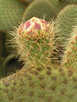 Opuntia Scheerii (fam Cactacees) (Mexique) (03) (Photo F. Mrugala)